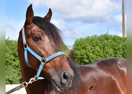 Andalou, Étalon, 4 Ans, 158 cm, Bai