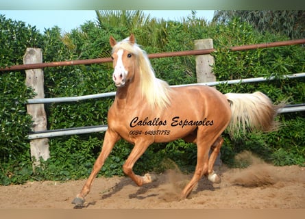 Andalou, Étalon, 4 Ans, 158 cm, Palomino