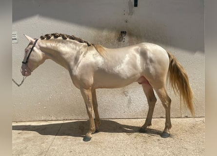 Andalou, Étalon, 4 Ans, 159 cm, Perlino