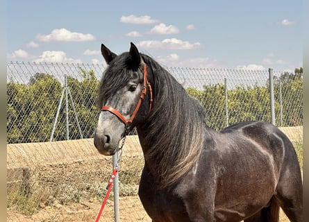 Andalou, Étalon, 4 Ans, 161 cm, Gris