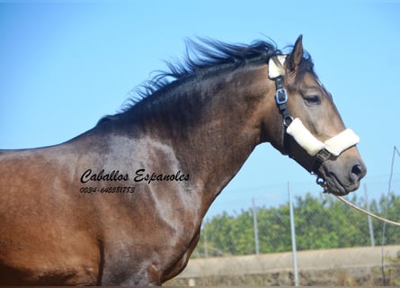 Andalou, Étalon, 4 Ans, 161 cm, Isabelle