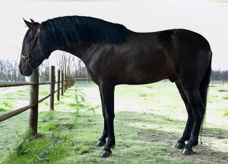 Andalou, Étalon, 4 Ans, 163 cm, Noir