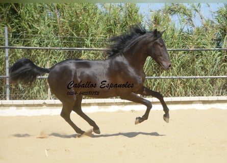 Andalou, Étalon, 4 Ans, 164 cm, Noir