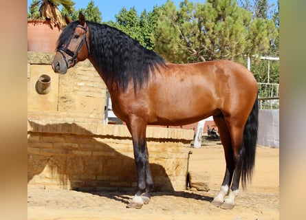 Andalou, Étalon, 4 Ans, 165 cm, Bai cerise