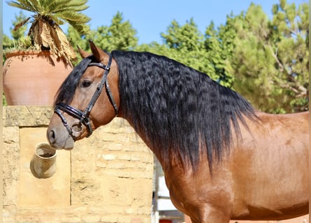 Andalou, Étalon, 4 Ans, 165 cm, Bai