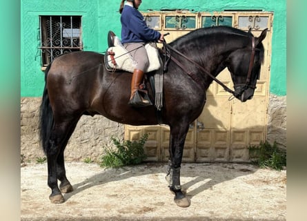 Andalou, Étalon, 4 Ans, 167 cm, Bai brun