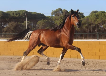 Andalou, Étalon, 4 Ans, 167 cm, Bai cerise