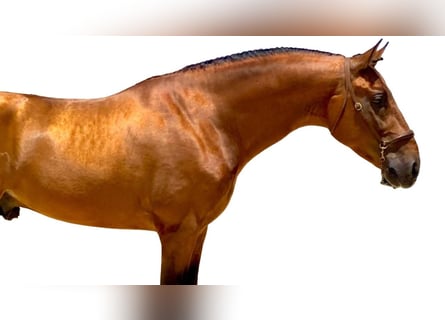 Andalou, Étalon, 4 Ans, 167 cm, Bai