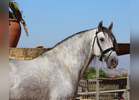 Andalou, Étalon, 4 Ans, 168 cm, Gris