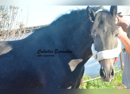 Andalou, Étalon, 4 Ans, Gris noir