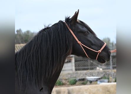 Andalou, Étalon, 5 Ans, 159 cm, Noir