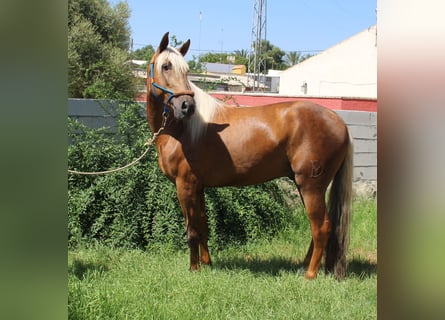 Andalou, Étalon, 5 Ans, 160 cm, Palomino