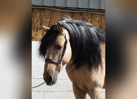 Andalou, Étalon, 5 Ans, 162 cm, Buckskin