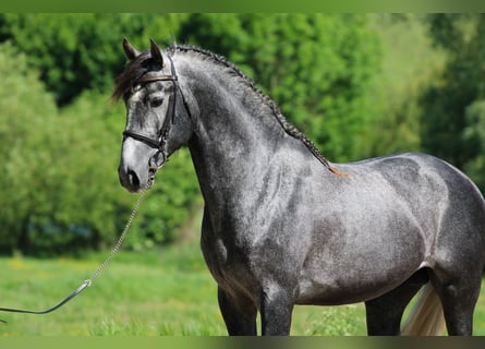 Andalou, Étalon, 5 Ans, 162 cm, Gris
