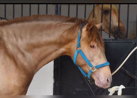 Andalou, Étalon, 5 Ans, 163 cm, Alezan brûlé