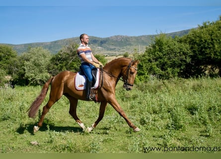 Andalou, Étalon, 5 Ans, 163 cm, Alezan cuivré