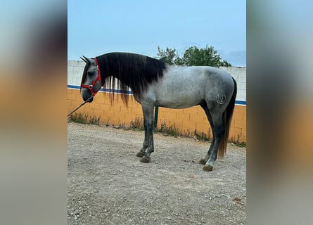 Andalou, Étalon, 5 Ans, 163 cm, Gris pommelé