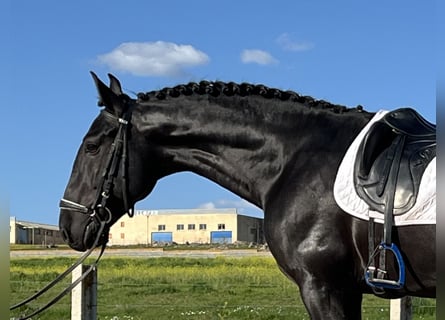 Andalou, Étalon, 5 Ans, 165 cm, Noir