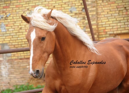 Andalou, Étalon, 5 Ans, 165 cm, Palomino