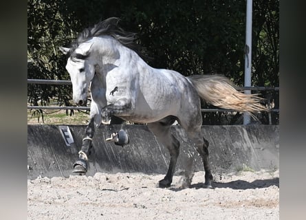 Andalou, Étalon, 5 Ans, 167 cm, Gris