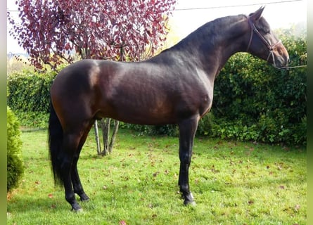 Andalou, Étalon, 5 Ans, 170 cm, Bai brun