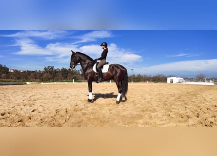 Andalou, Étalon, 5 Ans, 170 cm, Noir