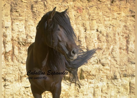 Andalou, Étalon, 6 Ans, 157 cm, Bai brun foncé