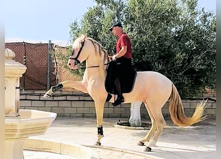 Andalou, Étalon, 6 Ans, 157 cm, Cremello