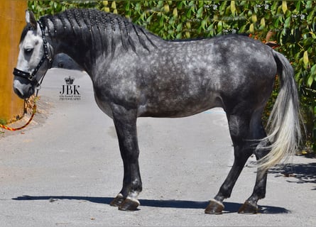 Andalou, Étalon, 6 Ans, 157 cm, Gris