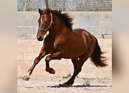 Andalou, Étalon, 6 Ans, 160 cm, Alezan