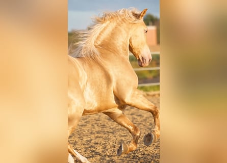 Andalou, Étalon, 6 Ans, 161 cm, Champagne