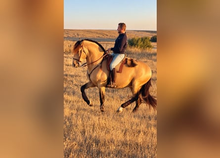Andalou, Étalon, 6 Ans, 162 cm, Champagne