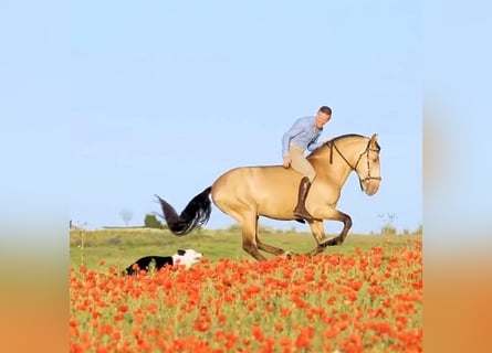 Andalou, Étalon, 6 Ans, 162 cm, Champagne