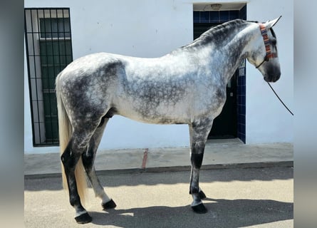 Andalou, Étalon, 6 Ans, 165 cm, Gris pommelé