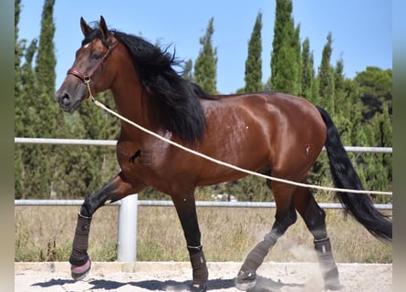 Andalou, Étalon, 6 Ans, 179 cm, Bai