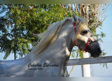 Andalou, Étalon, 7 Ans, 156 cm, Gris