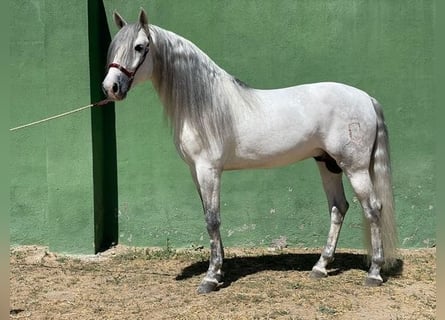 Andalou, Étalon, 7 Ans, 165 cm, Gris
