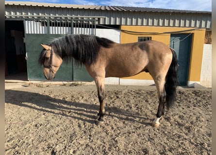 Andalou, Étalon, 7 Ans, 165 cm, Isabelle