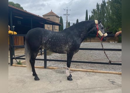 Andalou, Étalon, 8 Ans, 159 cm, Gris pommelé