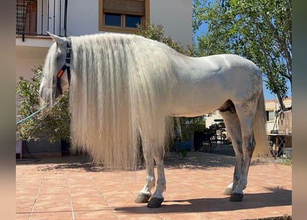 Andalou, Étalon, 8 Ans, 163 cm, Gris