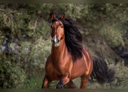 Andalou, Étalon, 8 Ans, 168 cm, Bai