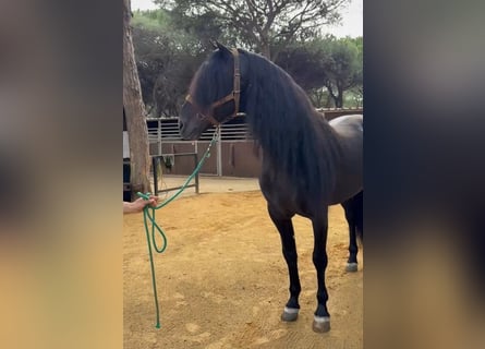 Andalou, Étalon, 8 Ans, 169 cm