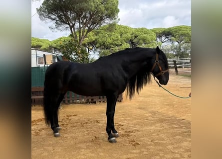 Andalou, Étalon, 8 Ans, 169 cm