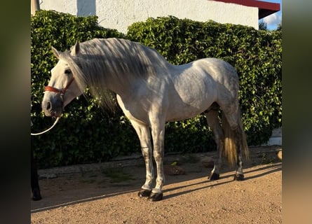 Andalou, Étalon, 9 Ans, 164 cm, Gris pommelé