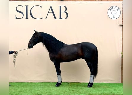 Andalou, Étalon, 9 Ans, 170 cm, Bai brun