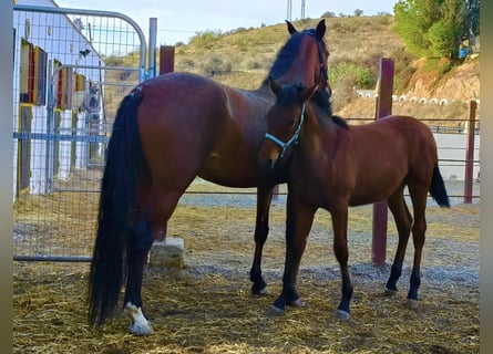 Andalou, Étalon, Poulain (04/2025), 164 cm, Bai