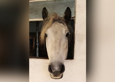 Andalou Croisé, Hongre, 10 Ans, 151 cm, Gris pommelé