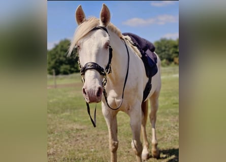 Andalou, Hongre, 10 Ans, 153 cm, Cremello