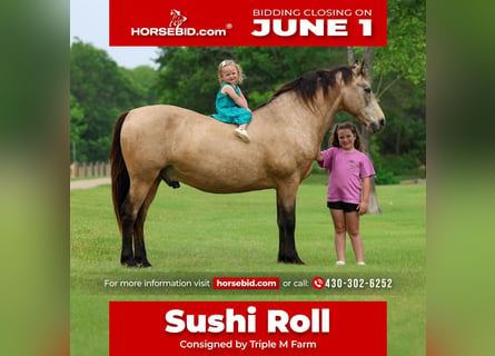 Andalou, Hongre, 12 Ans, 142 cm, Buckskin