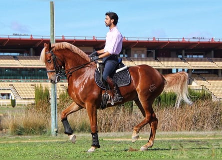 Andalou Croisé, Hongre, 13 Ans, 165 cm, Alezan brûlé